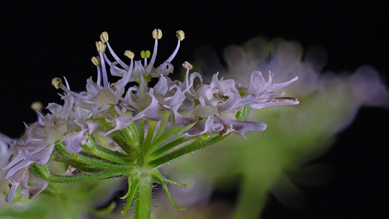 细叶芹 开花 植物 - Pixabay上的免费照片 - Pixabay