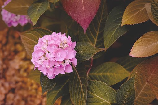 Free Hydrangea Flowers photo and picture