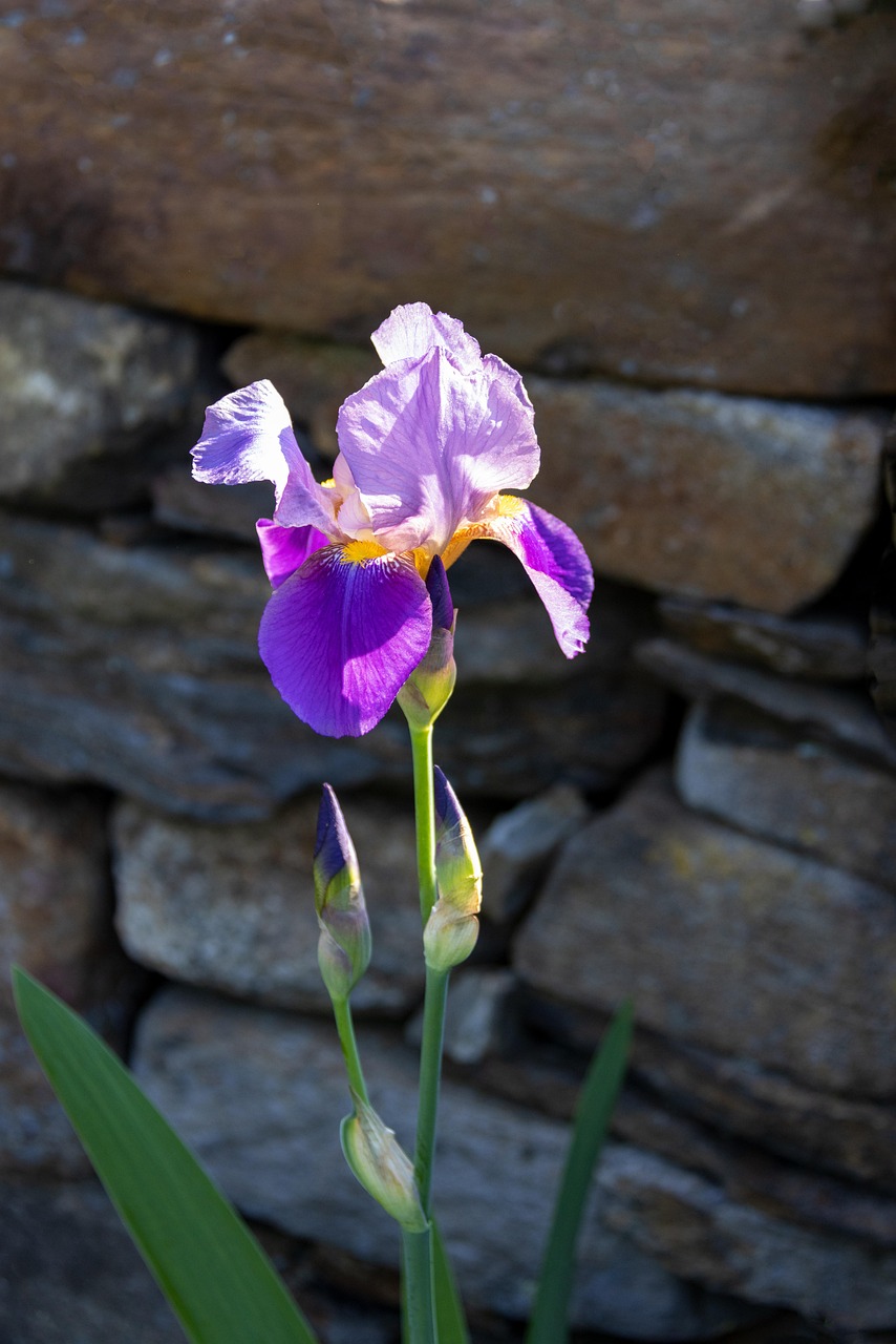 Flowers Petals Spring Free Photo On Pixabay Pixabay flowers-petals-spring-free-photo-on-pixabay-pixabay