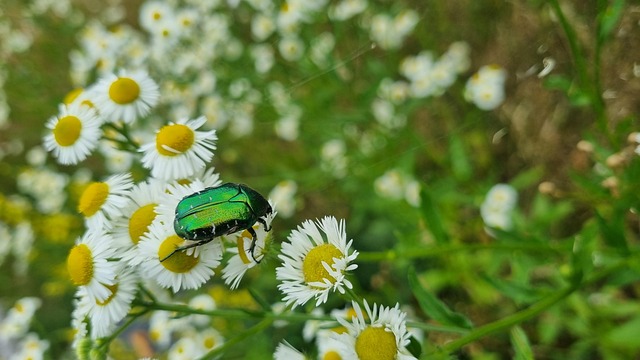 Free Flower Chafer Beetle photo and picture