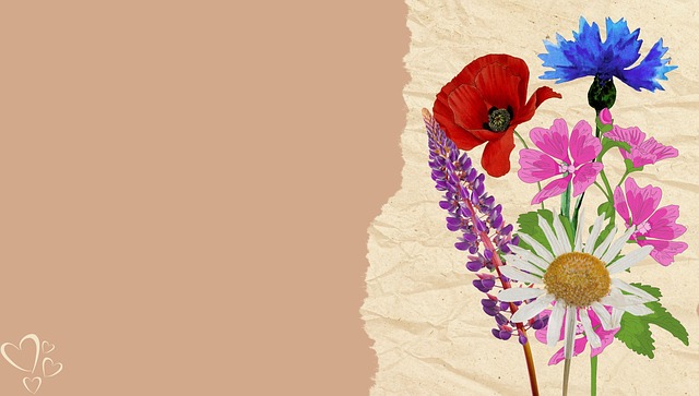 Free flowers daisy poppy illustration