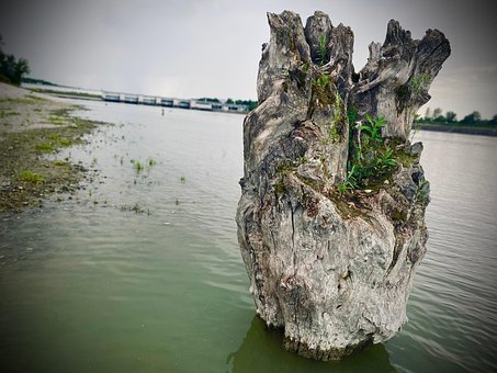 Free Hearth Tree photo and picture