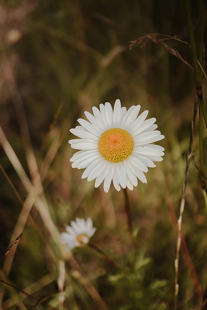 Tusenfryd, Blomst, Anlegg, Blomst Tapet