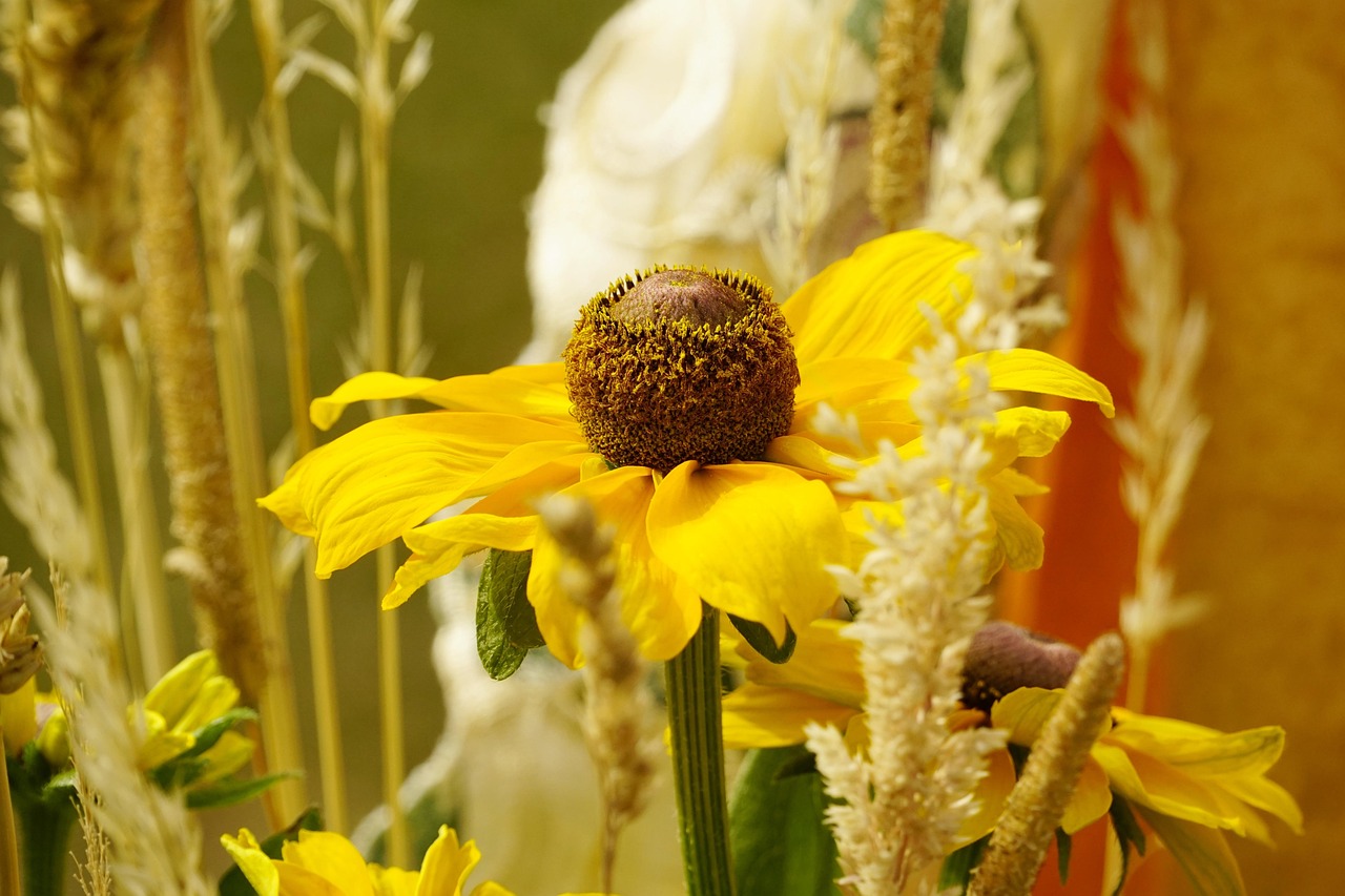 coneflower-flower-plant-free-photo-on-pixabay-pixabay