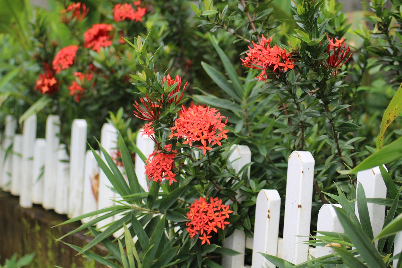 Page De Coton Fleur D'Ixora - Photo gratuite sur Pixabay - Pixabay