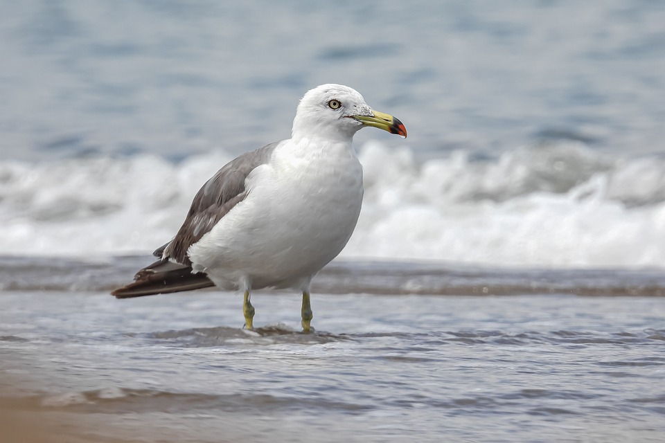 bird-7318577_960_720.jpg