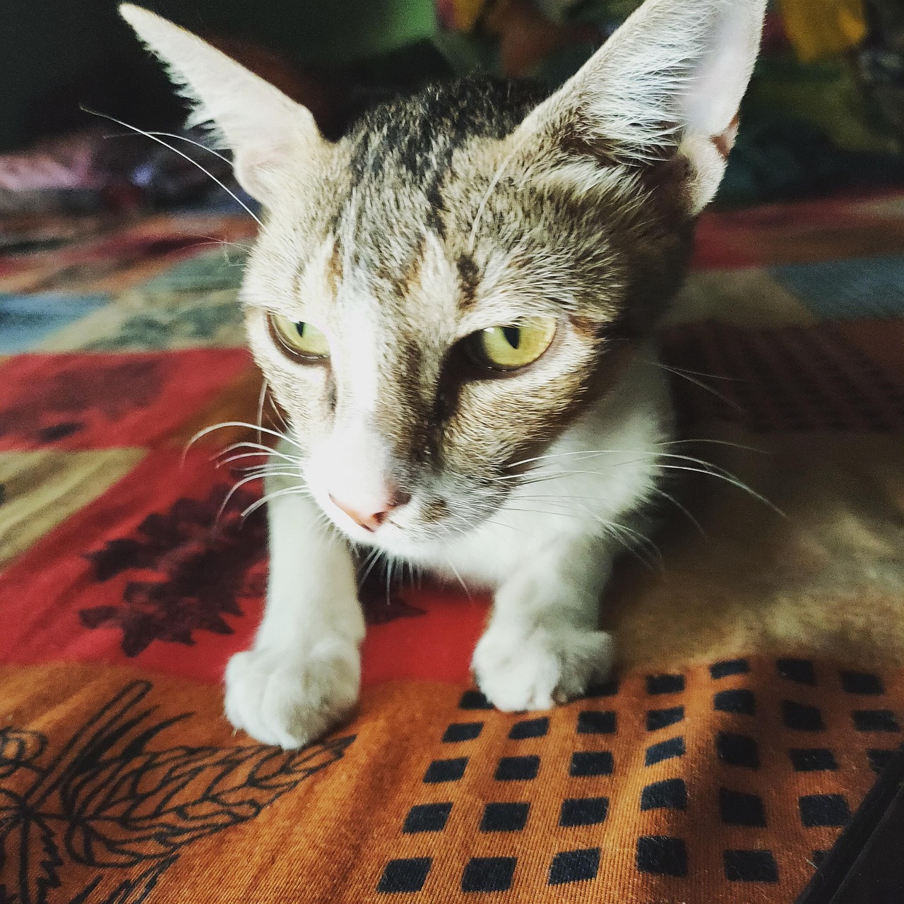 🐱 Cat Lovely - Free photo on Pixabay - Pixabay