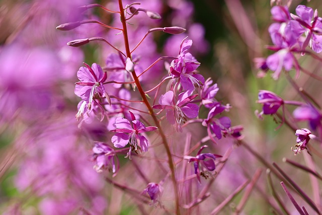 Download free HD stock image of Epilobium Wood Willowherb Free Epilobium Wood Willowherb photo and picture