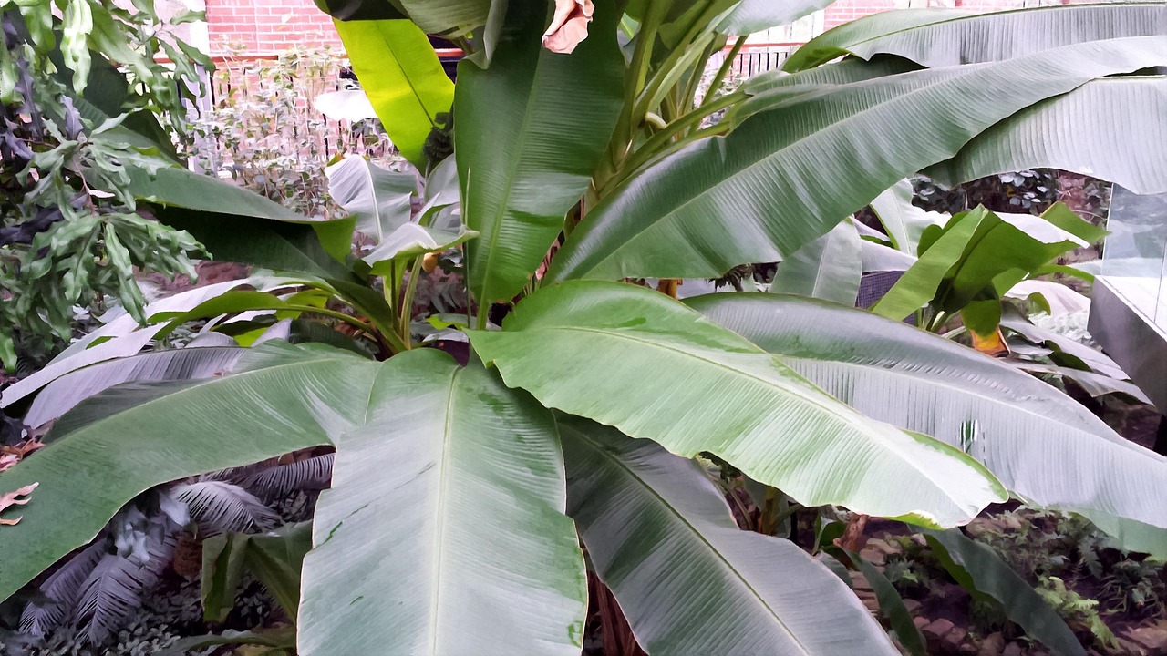 Tropical Sale De Planta Foto gratis