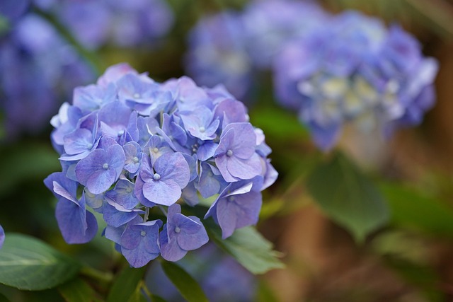 Blume, Hortensie, Blüht, Blaue Hortensie