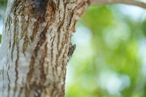 Free Cicada Insect photo and picture