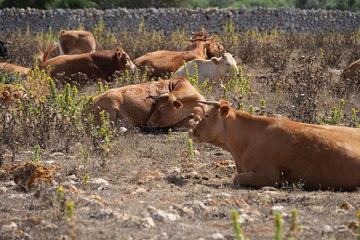Free Cows Livestock photo and picture