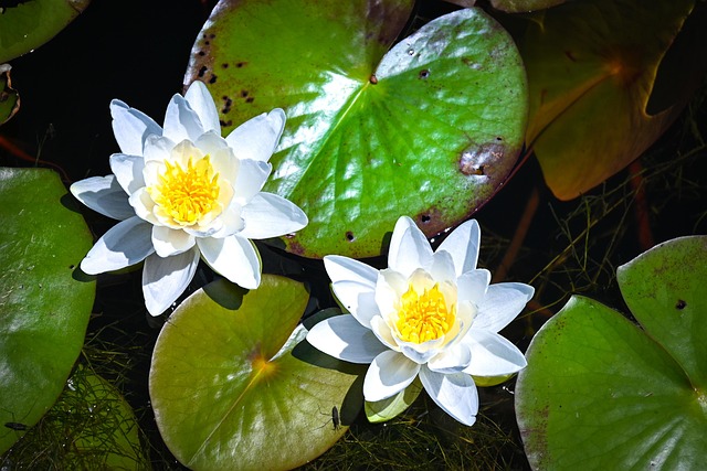 Lilje, Blomst, Dam, Liljeblad, Landskab