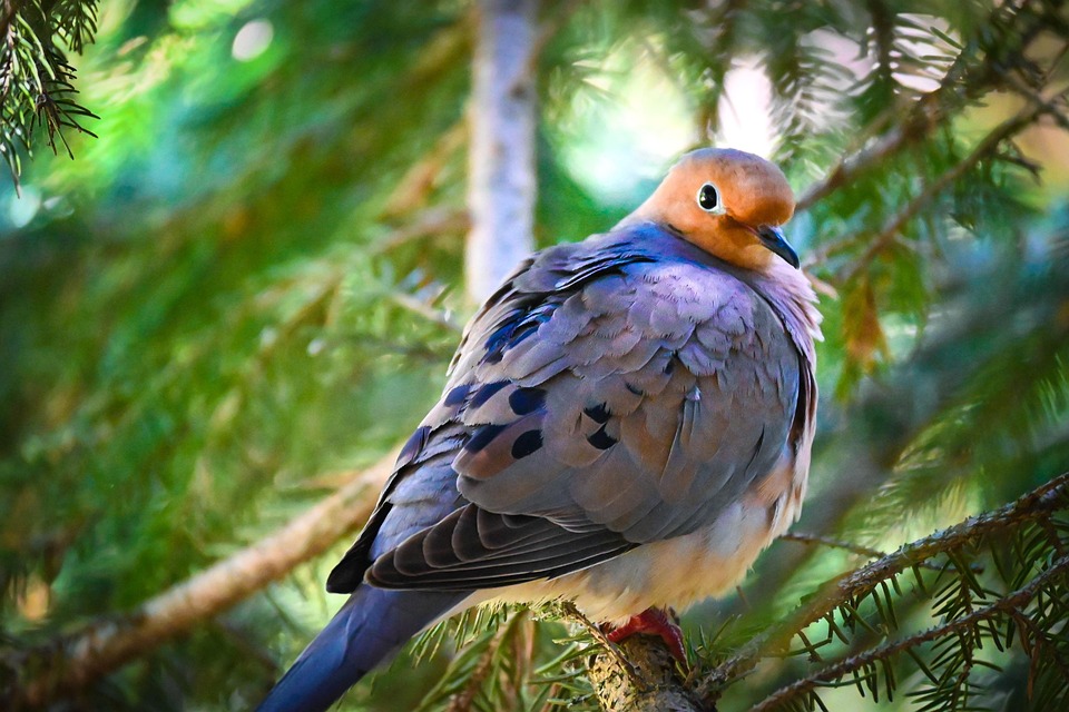 Moarning Bird Mourning Dove Bird Spring - Free photo on Pixabay