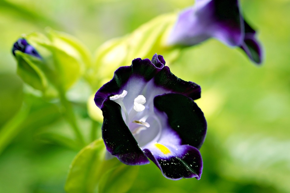 Flower Torenia Flora - Free photo on Pixabay - Pixabay