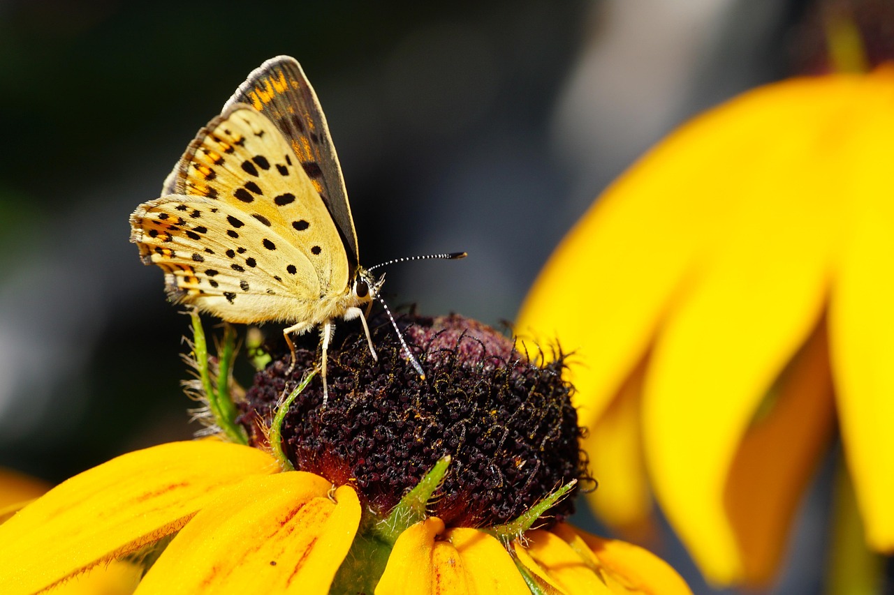 butterfly-flower-blossom-free-photo-on-pixabay-pixabay