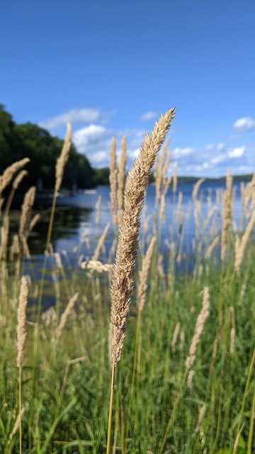 Kvæghaler, Sø, Himmel, Natur, Planter