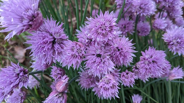 Purløg, Urter, Mad, Have, Blomst