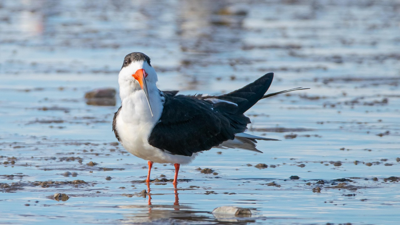 Bird Beach Black Skimmer - Free photo on Pixabay - Pixabay