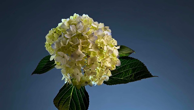 Free Flower Color photo and picture