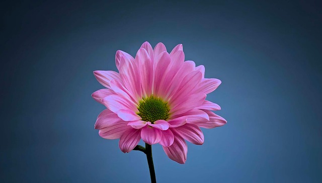 Free Flower Color photo and picture