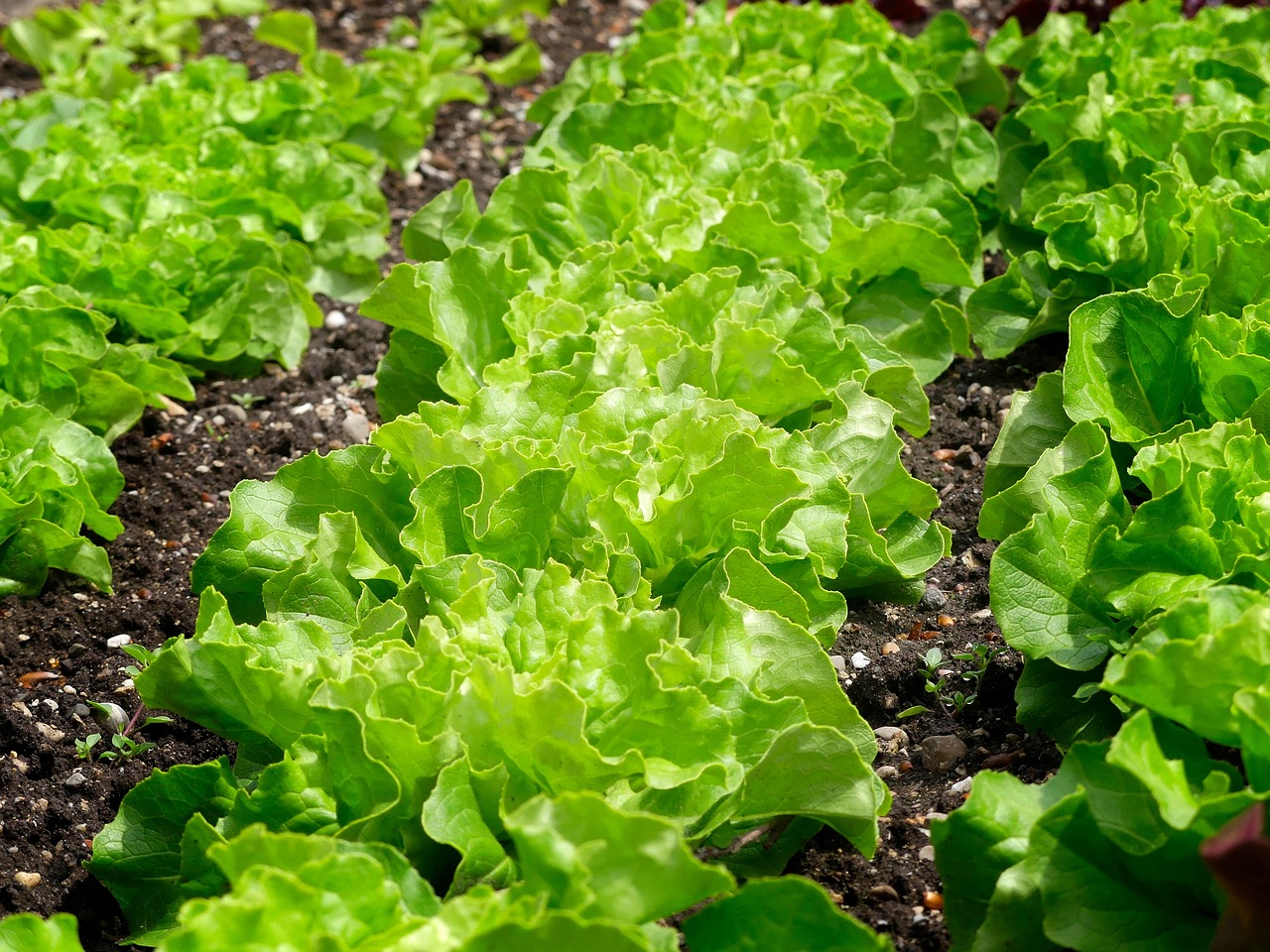 2+ kostenlose Méthaniseur Agricola und Gemüsebeet-Bilder - Pixabay