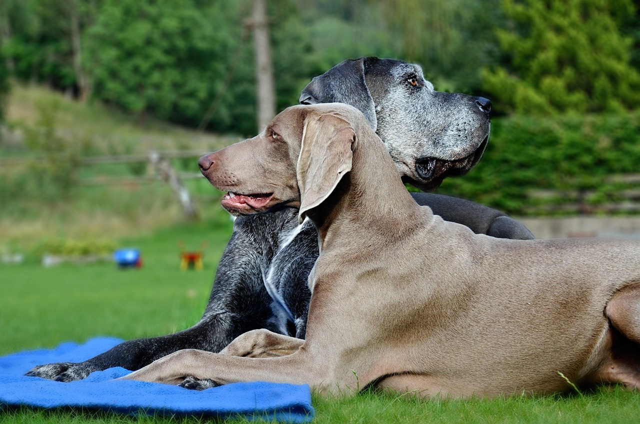 Weym Dogs Dogs Weimaraner Dog Park - Free photo on Pixabay