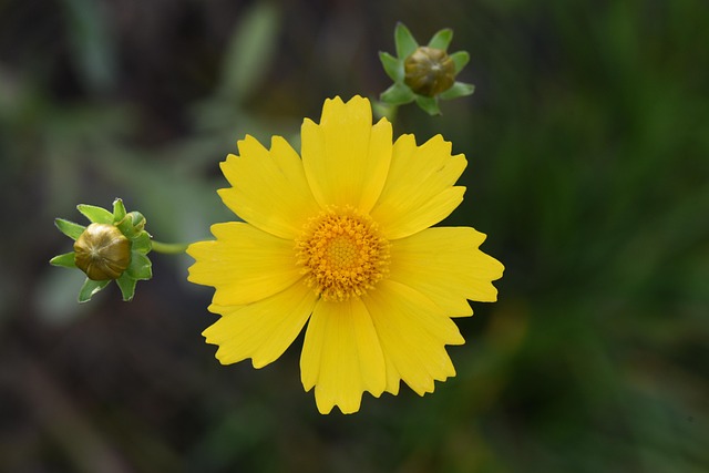 Gelbe Blumen, Blütenknospen, Blumen