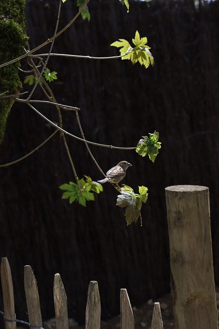Free Bird Nature photo and picture