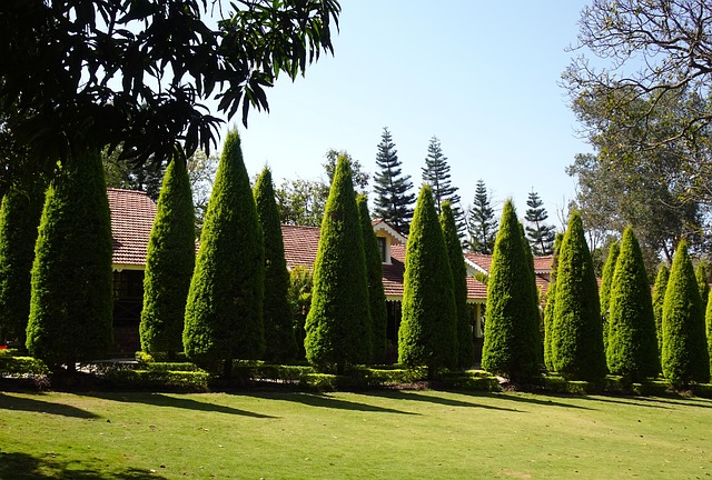 Toya Tree Thuja Plant Conifer - Free photo on Pixabay - Pixabay