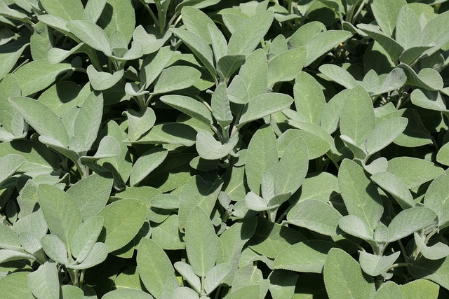 Free Sage Green photo and picture
