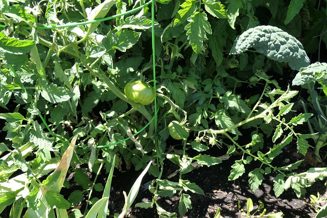 Free Tomato Green photo and picture