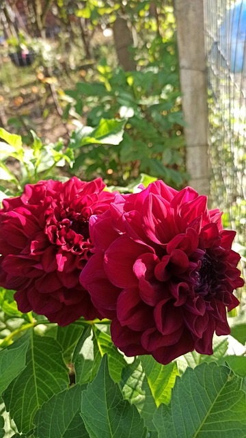 Free Dahlia Flower photo and picture