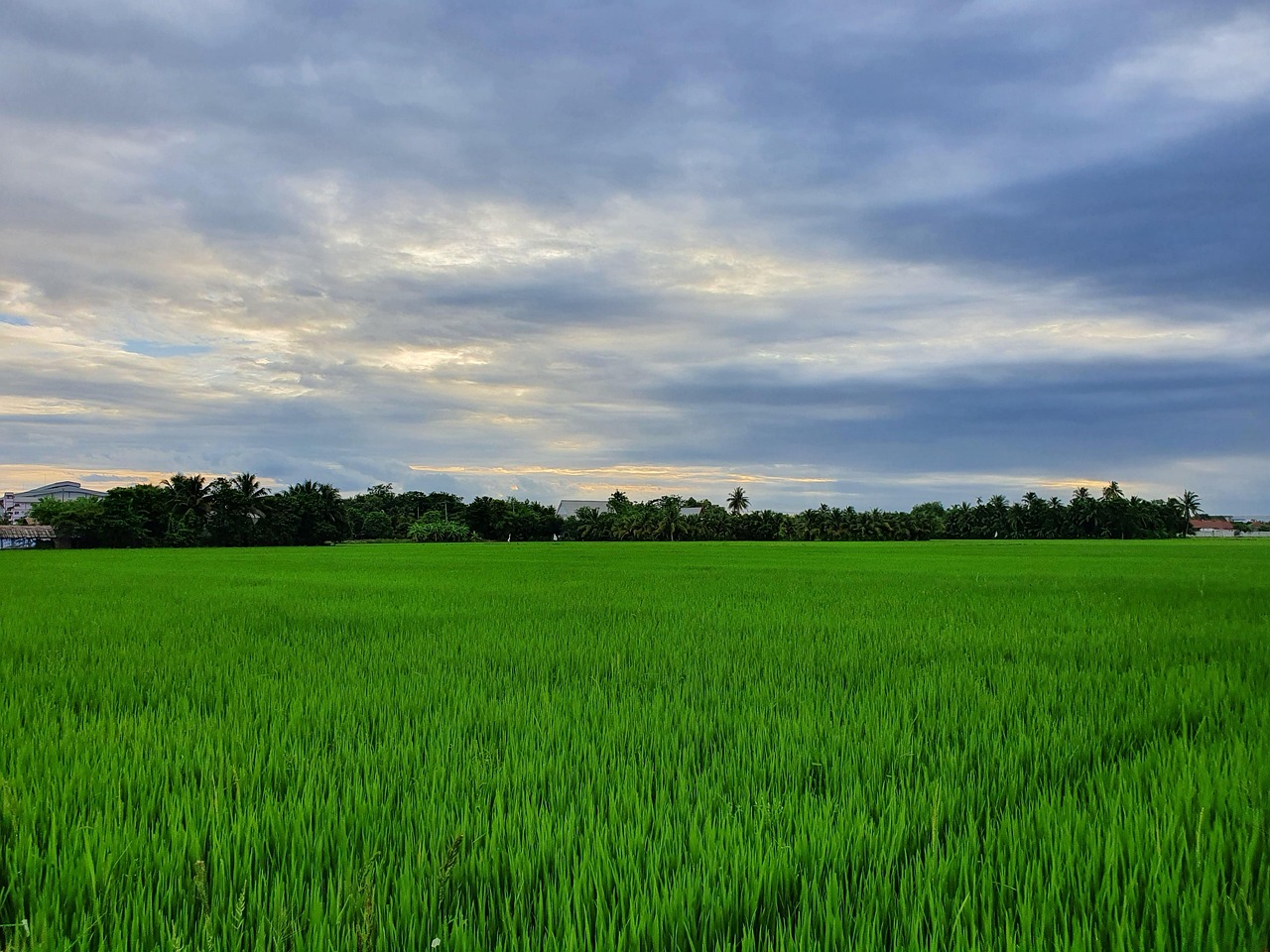 场地 泰国 稻田 - Pixabay上的免费照片 - Pixabay