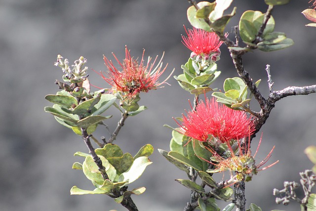 Blomst, Natur, Rød, Grøn, Plante, Stenet
