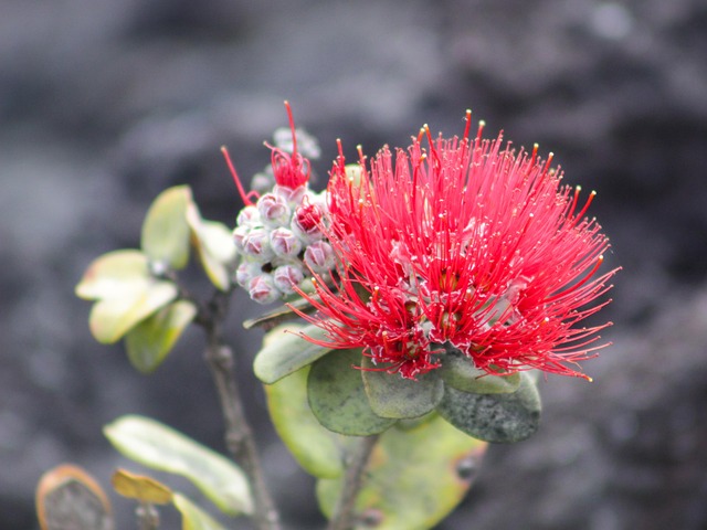 Blomst, Natur, Rød, Grøn, Plante, Stenet