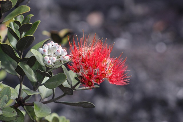 Blomst, Natur, Rød, Grøn, Plante, Stenet