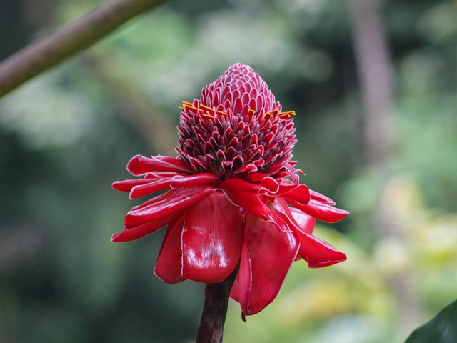 Blomst, Natur, Rød, Grøn, Plante