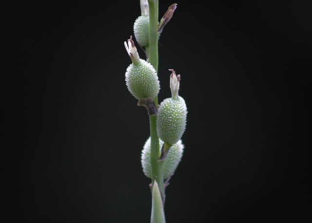 Plante, Knop, Natur, Pod, Grøn, Tæt På