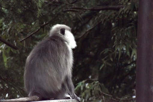 Free Himalayan Monkeys Langoor photo and picture