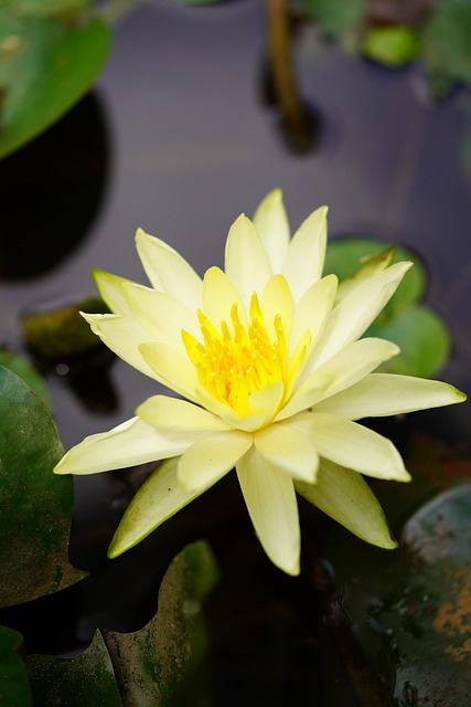 Flower Lotus Pond Yellow - Free photo on Pixabay - Pixabay