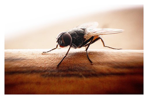 Huisvlieg, Insect, Natuur, Macro