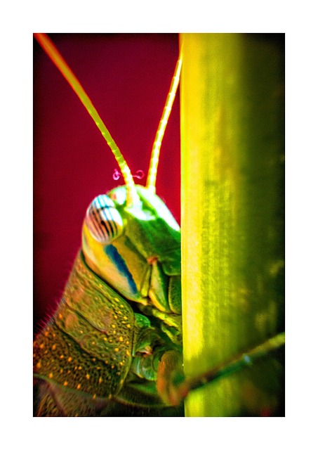 Sprinkhaan, Insect, Natuur, Macro