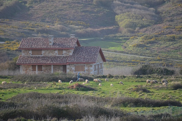 Free Sheep Country Life photo and picture