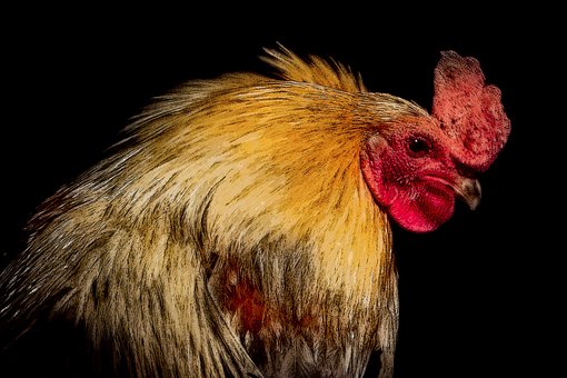 Kip, Boerderij, Gevogelte, Vogel
