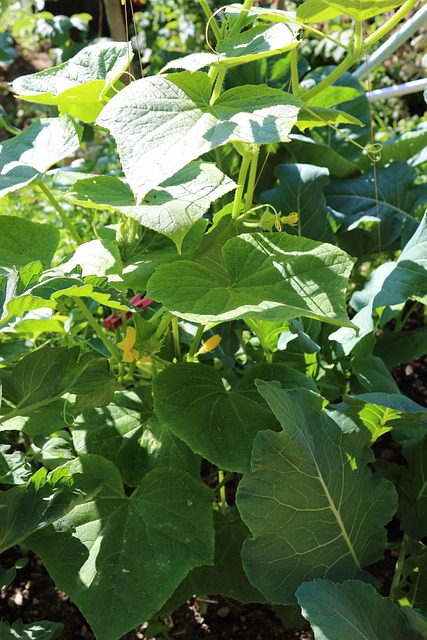 Free Cucumber Gardens photo and picture