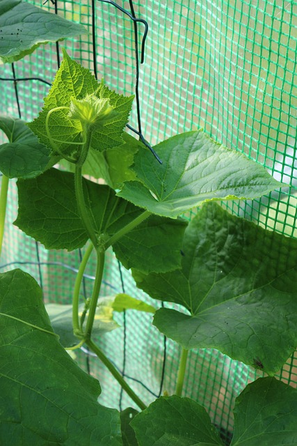 Free Food Vegetables photo and picture