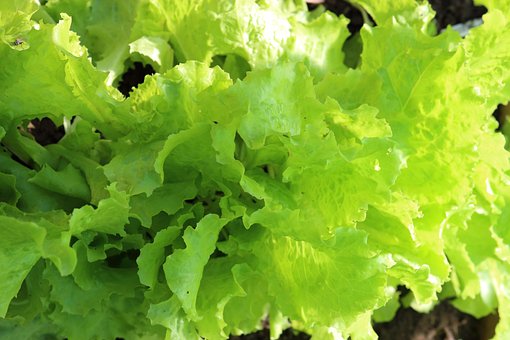 Free Food Vegetables photo and picture