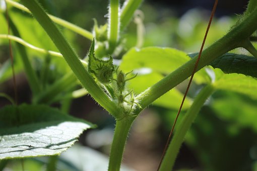 Free Plant Cucumber photo and picture