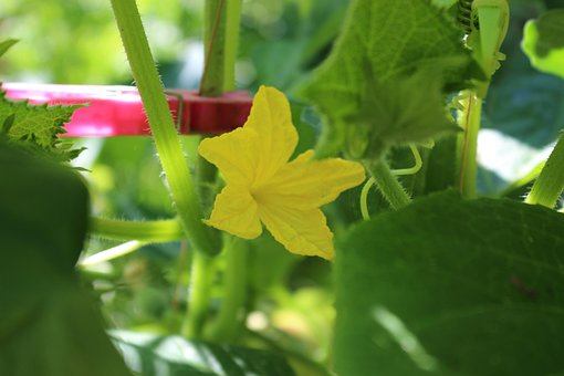 Free Bloom Plant photo and picture